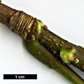 SpeciesSub: subsp. sterculiaceum